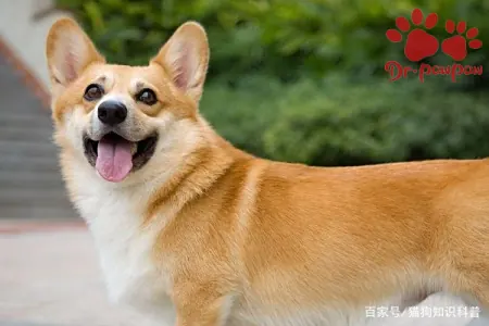 爪爪博士告訴你狗狗眼睛里有線蟲怎么辦？